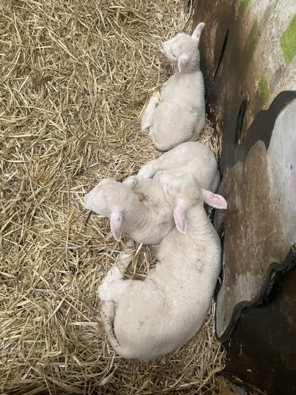 Sheep at The Big Sheep